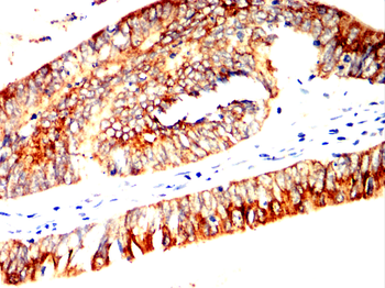 AGR2 Antibody
