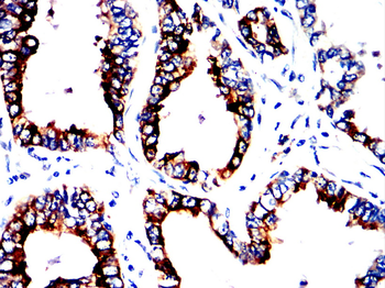 AGR2 Antibody
