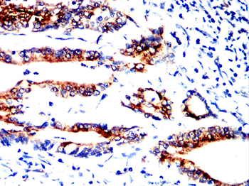 AGR2 Antibody