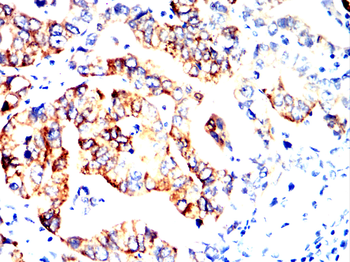 AGR2 Antibody