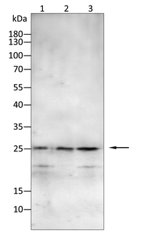 AGR2 Antibody