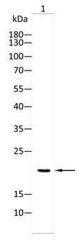 AGR2 Antibody
