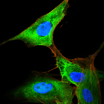 ITGA6 Antibody