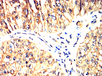 ITGA6 Antibody