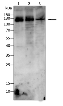 ITGA6 Antibody
