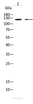 ITGA6 Antibody