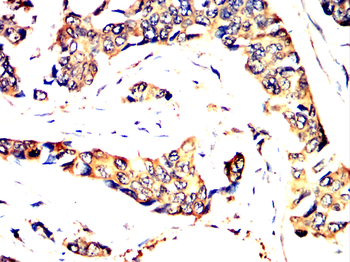 PARK7 Antibody