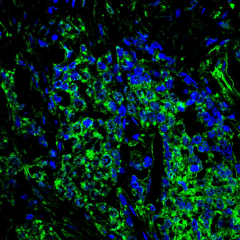 PARK7 Antibody