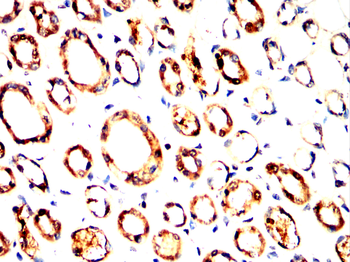 PARK7 Antibody