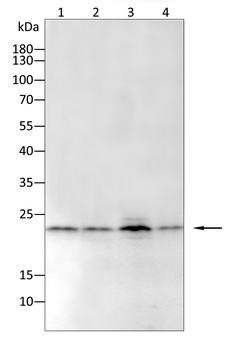 PARK7 Antibody