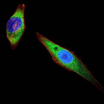 GCG Antibody