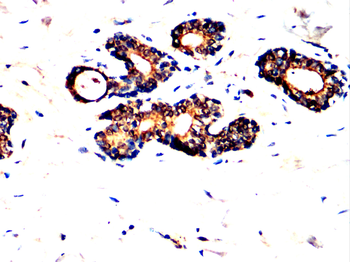 GCG Antibody