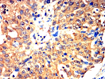 GCG Antibody