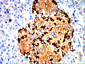 GCG Antibody