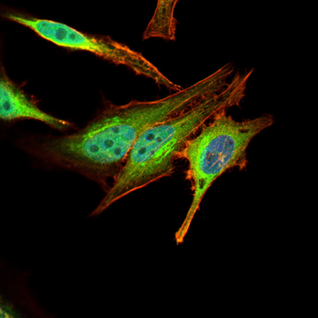 BIRC5 Antibody