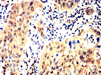 BIRC5 Antibody