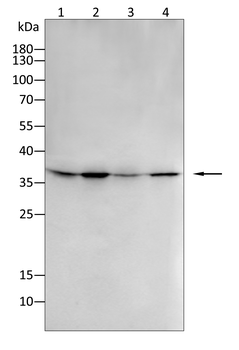 BIRC5 Antibody
