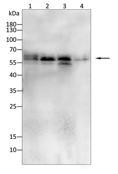 ATF5 Antibody