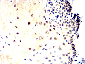 KLF4 Antibody