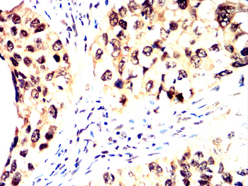 KLF4 Antibody