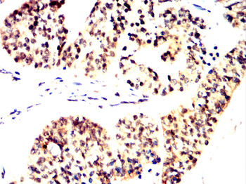 KLF4 Antibody