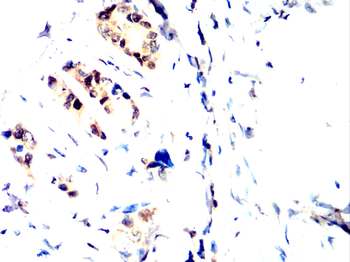 KLF4 Antibody
