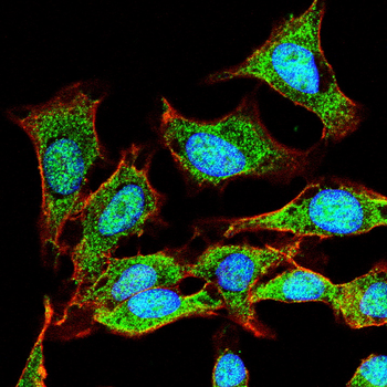 NR4A1 Antibody
