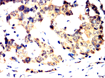 NR4A1 Antibody