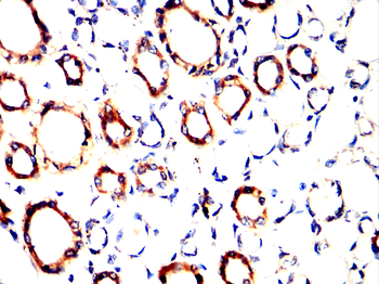 NR4A1 Antibody