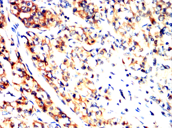 NR4A1 Antibody