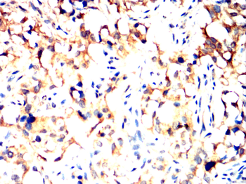 NR4A1 Antibody