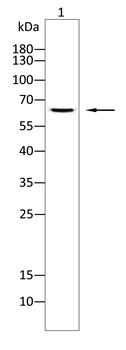 NR4A1 Antibody
