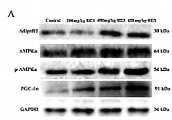 PRKAA1 Antibody