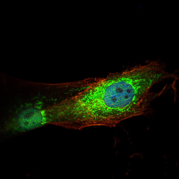 GLI1 Antibody