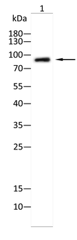 GLI1 Antibody