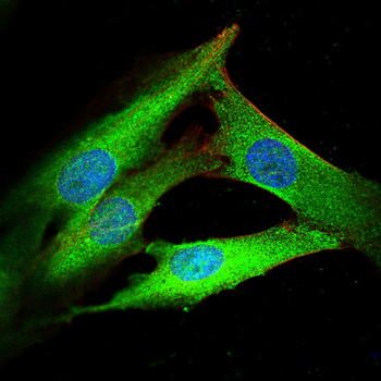 LGALS8 Antibody