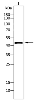 HLA-DR Antibody