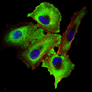 CMA1 Antibody