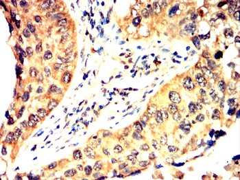 CMA1 Antibody