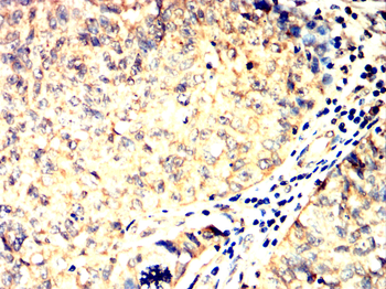 CMA1 Antibody