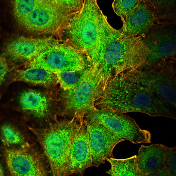 ARRB1 Antibody