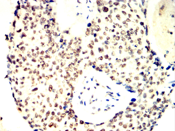 ARRB1 Antibody