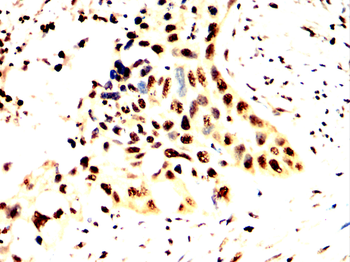 ARRB1 Antibody