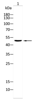 ARRB1 Antibody