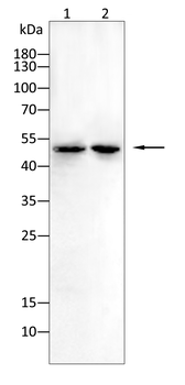 TBXT Antibody