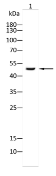 TBXT Antibody