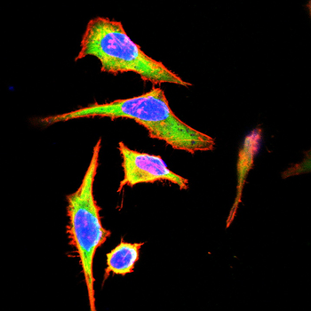 KRT15 Antibody