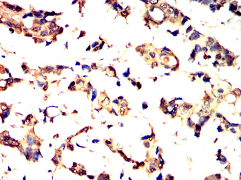 KRT15 Antibody