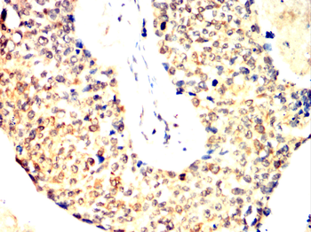KRT15 Antibody