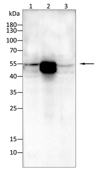 KRT15 Antibody